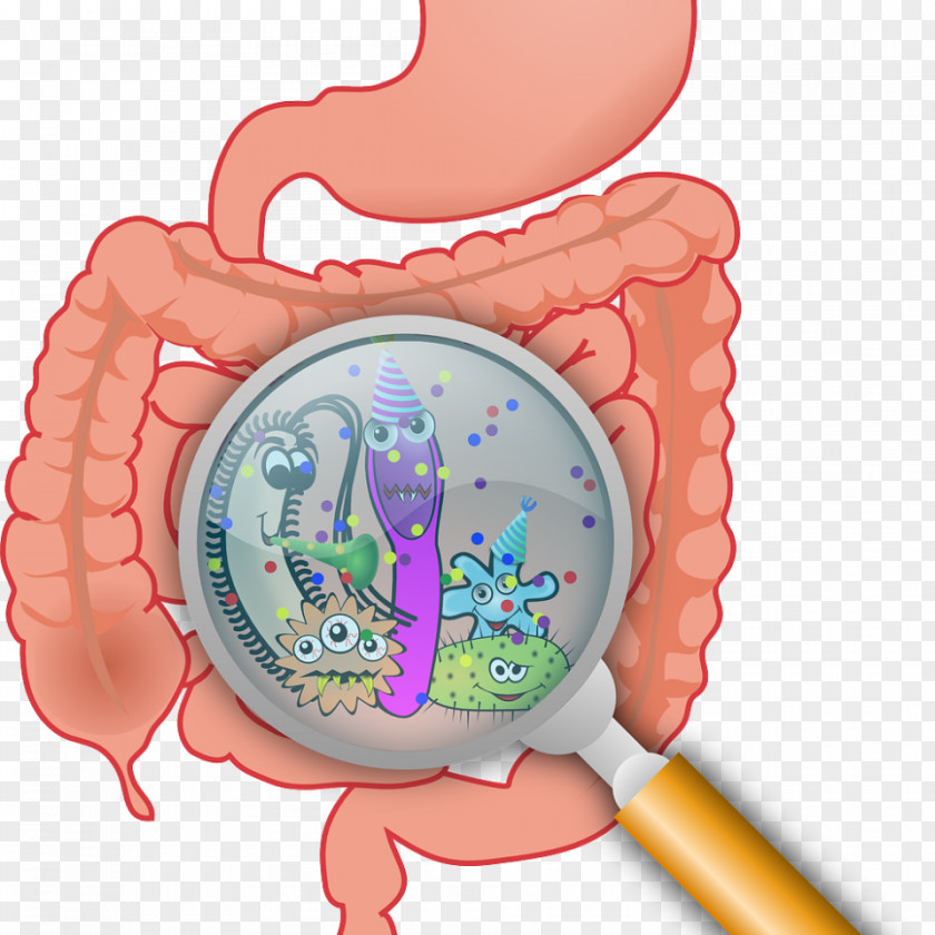 Bacteria Gastrointestinal Tract Gut Flora Irritable Bowel Syndrome Large Intestine Leaky PNG