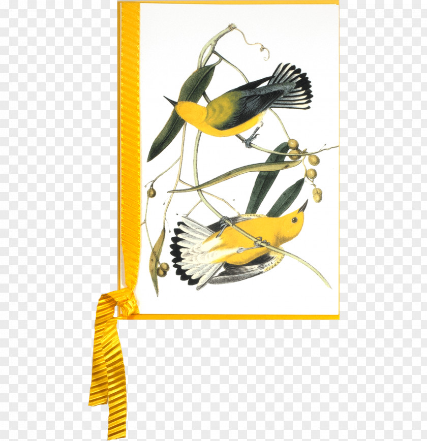 Bird The Birds Of America New World Warbler National Audubon Society Prints: A Portfolio 6 Self-Matted Full Color Prints PNG