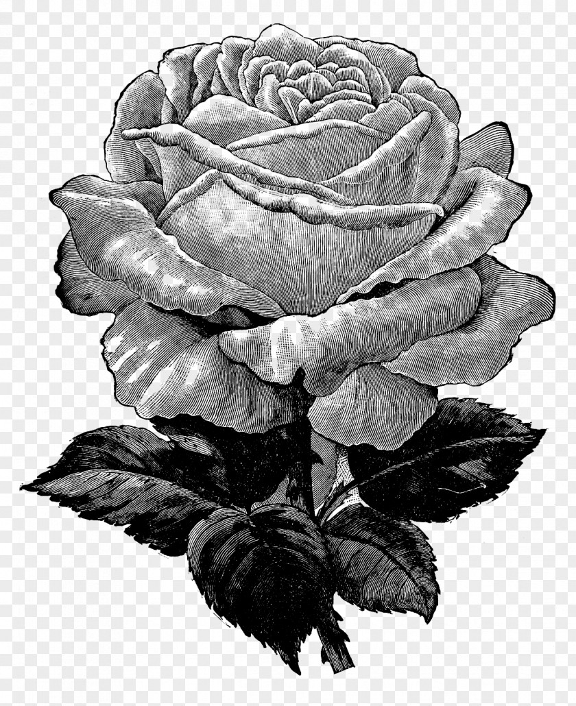 Black Rose Color Clip Art PNG