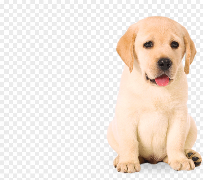 Dogs Labrador Retriever Golden Porcelaine Puppy Pet PNG