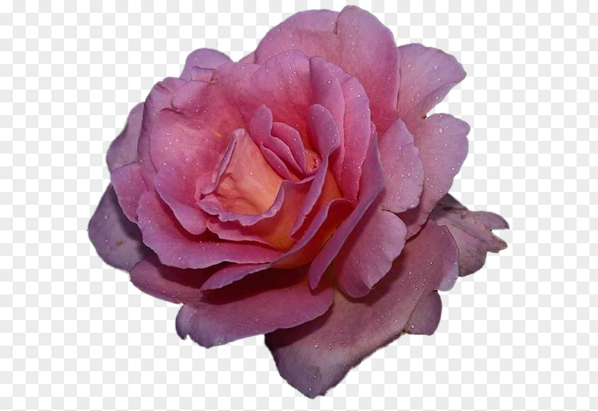 Flower Love Desktop Wallpaper Garden Roses PNG