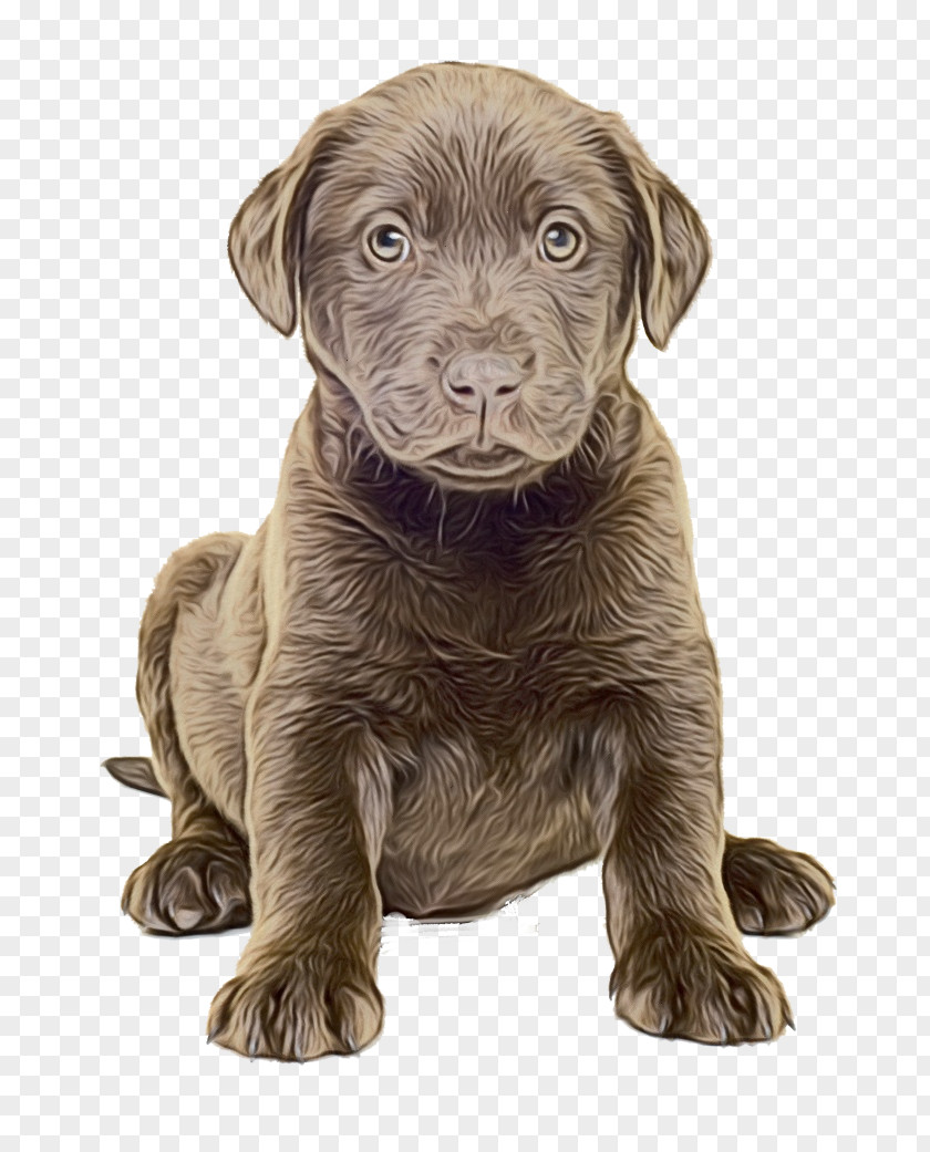 Weimaraner Liver Golden Retriever Background PNG