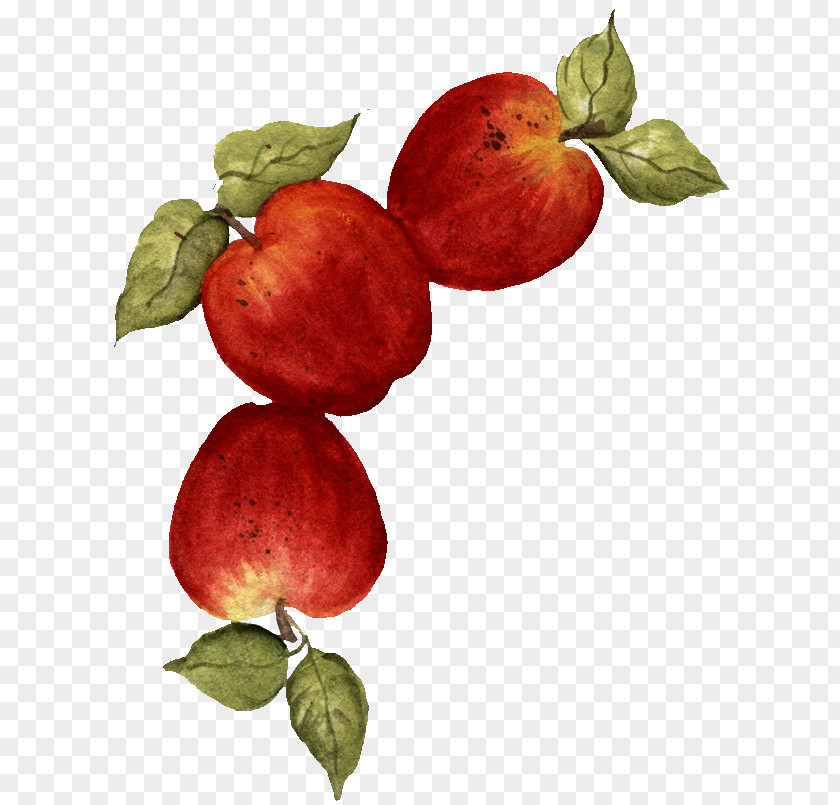 Apple Fruit Drawing Food PNG