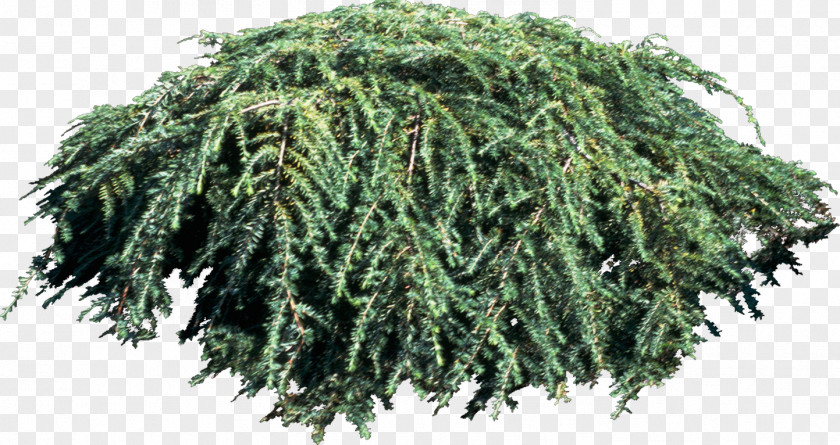 Bushes Tree Spruce Green Laver Plant PNG