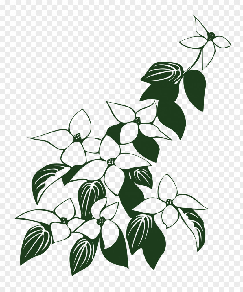 Flower Flowering Dogwood Kousa Drawing Vector Graphics Clip Art PNG