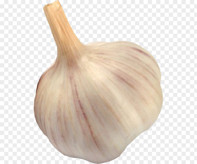 Garlic Elephant Shallot Vegetable Food PNG