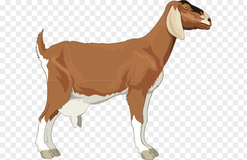 Goat Pictures For Children Boer Sheep Clip Art PNG