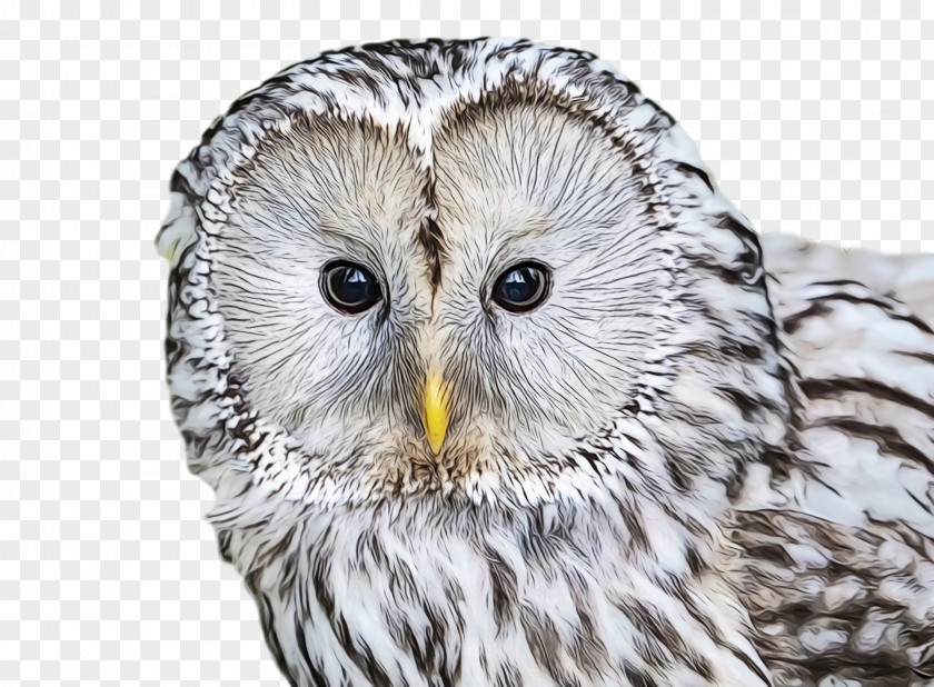 Great Grey Owl Owls Beak Close-up Fra:5q8 PNG