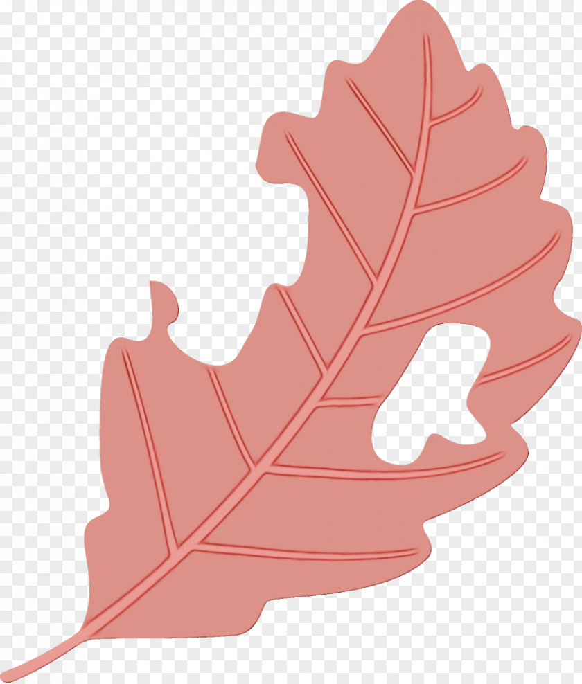 Maple Leaf Plant PNG