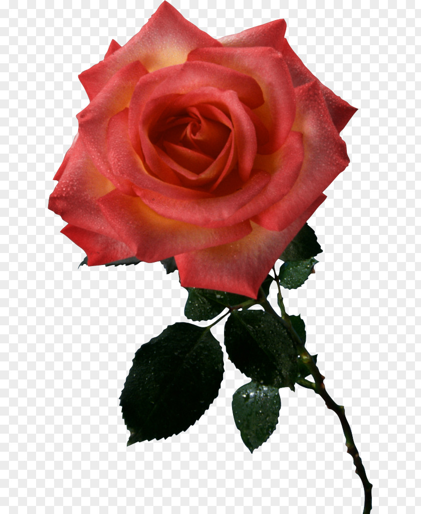 Merci Garden Roses Cabbage Rose Floribunda Take Care Of Mama Cut Flowers PNG