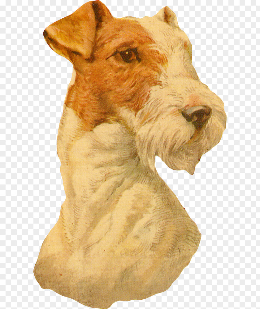 Welsh Terrier Sealyham Fox Cartoon PNG