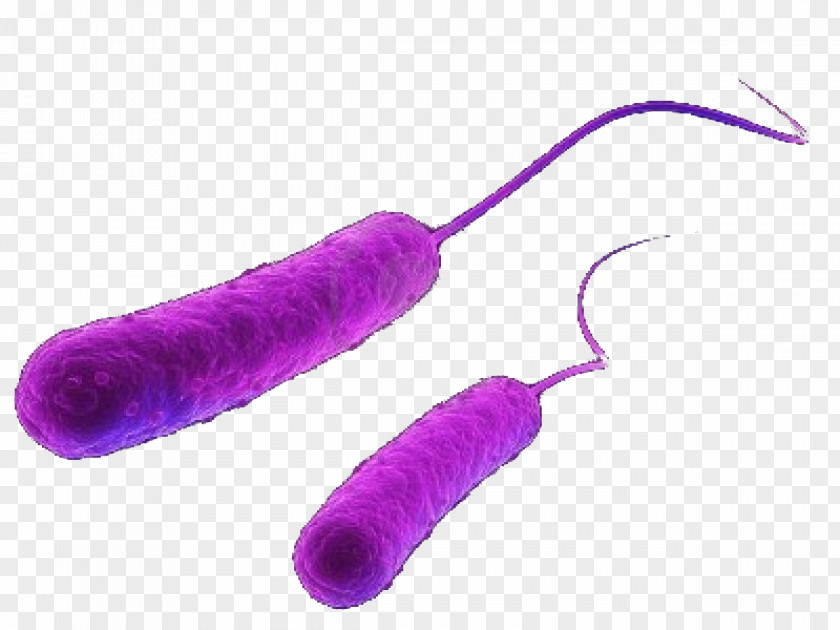 Bacteria Cartoon E. Coli Gram-negative Microorganism Germ Theory Of Disease PNG