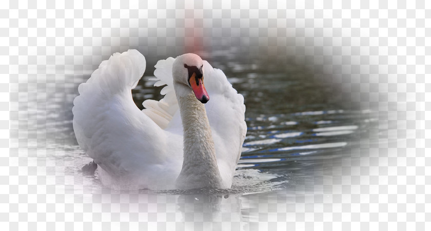 Bird Mute Swan Cygnini Desktop Wallpaper Goose PNG