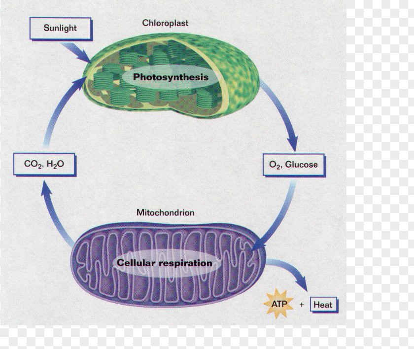 Cellular Respiration Photosynthesis Organism PNG