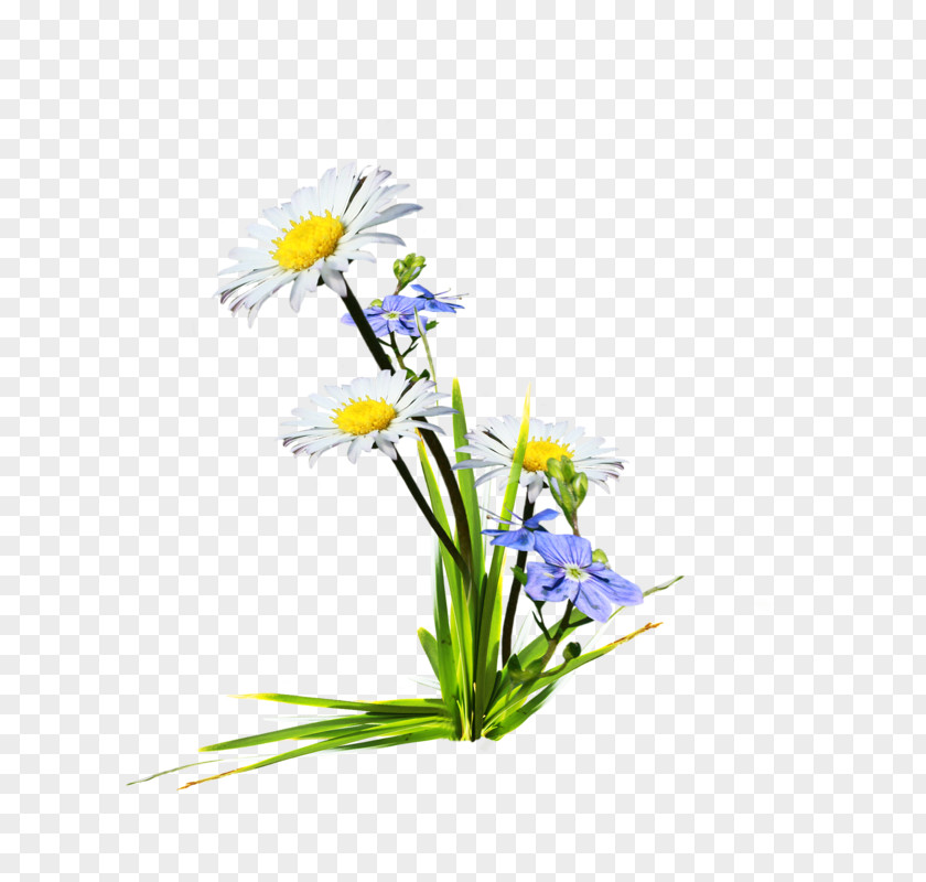 Chamomile Wildflower Floral Design PNG