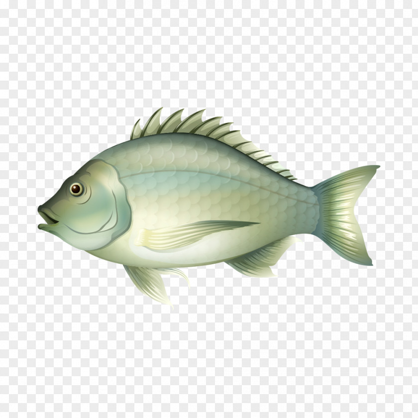 Fat Gray Fish Fishing Illustration PNG