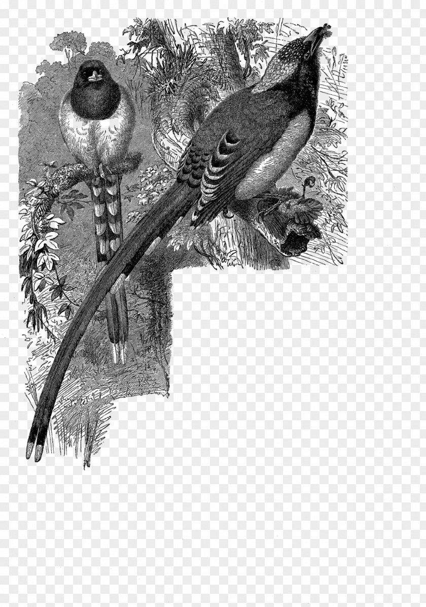 Feather Beak Wildlife White Tail PNG