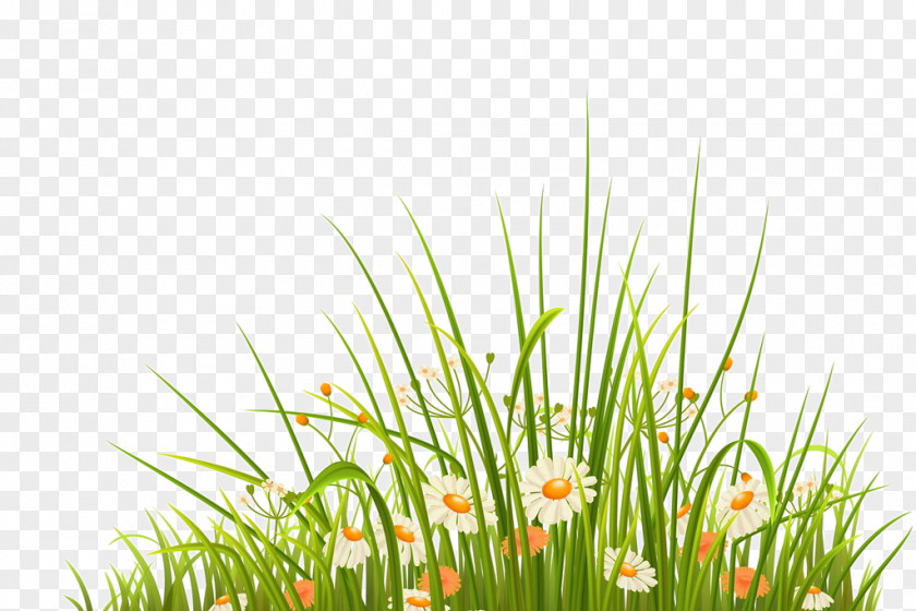 Green And Fresh Grass Flowers Decorative Patterns Herb Clip Art PNG