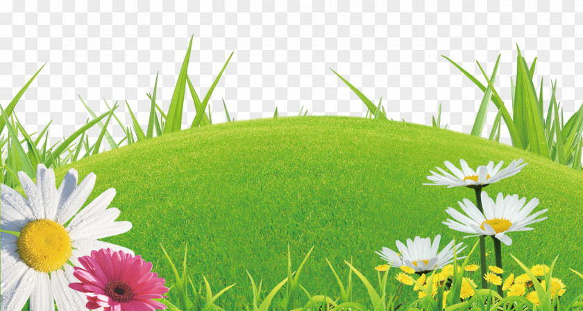 Lawn Flowers Shangyu Library Domain Name Registrar WHOIS PNG