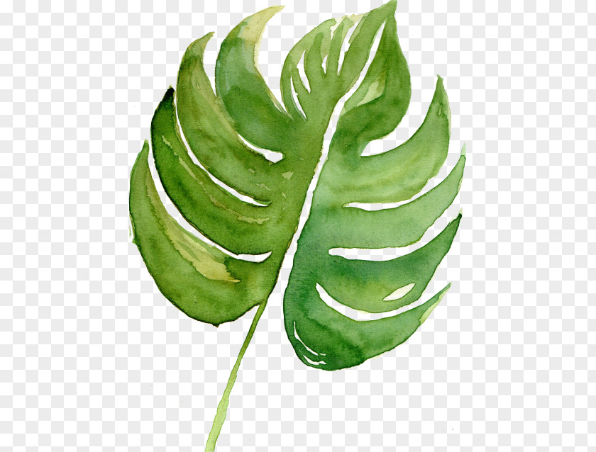 Perennial Plant Arum Family Drawing Of PNG