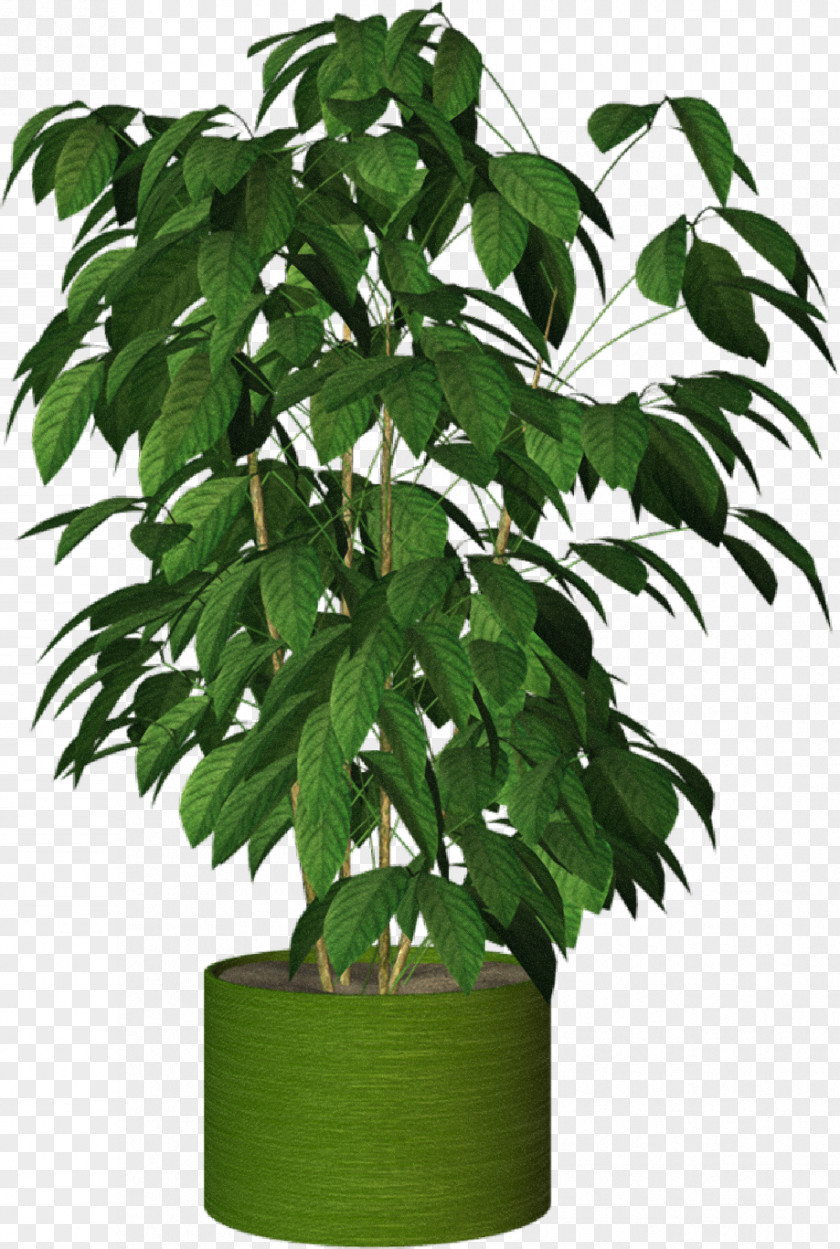 Potted Plant Howea Forsteriana Houseplant Tree PNG