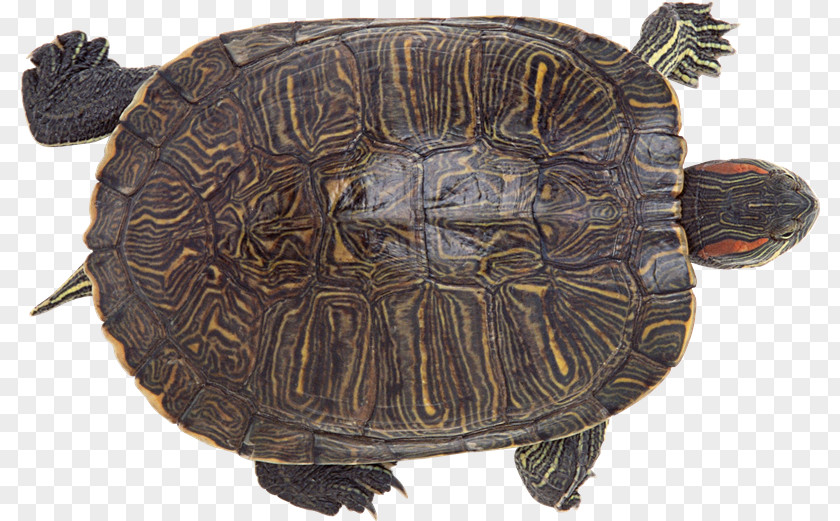 Tortuga Common Snapping Turtle Tortoise Box Turtles Reptile PNG