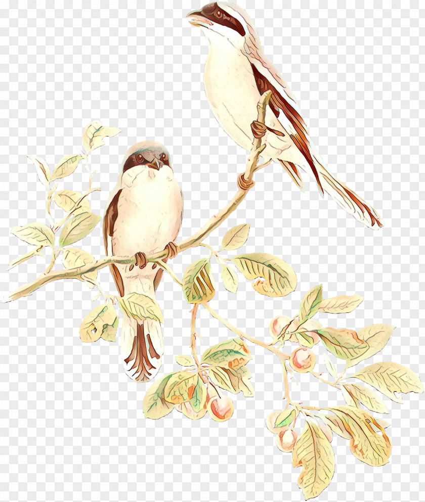 Branch Bird Plant Twig Flower PNG