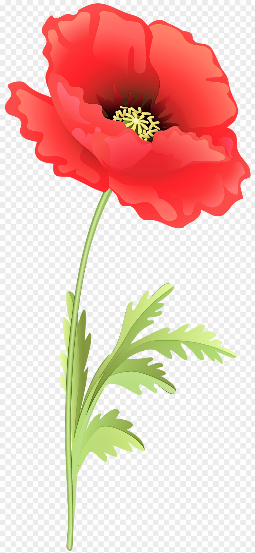 Coquelicot Poppy Flower Flowering Plant Petal Red PNG