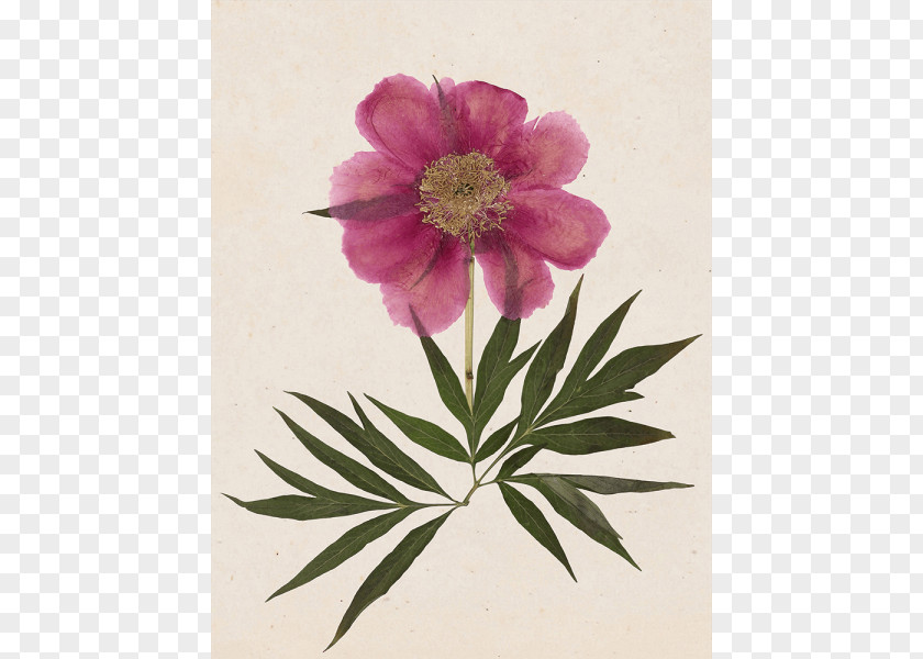 Peony Stock Photography Flower PNG