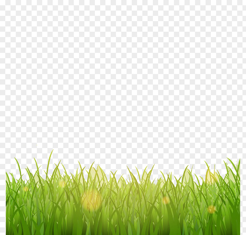 Small Grass Decoration Photography Illustration PNG