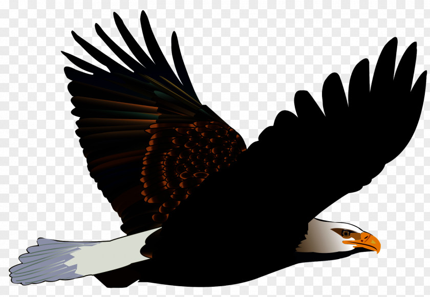 Tail Falconiformes Turkey Cartoon PNG
