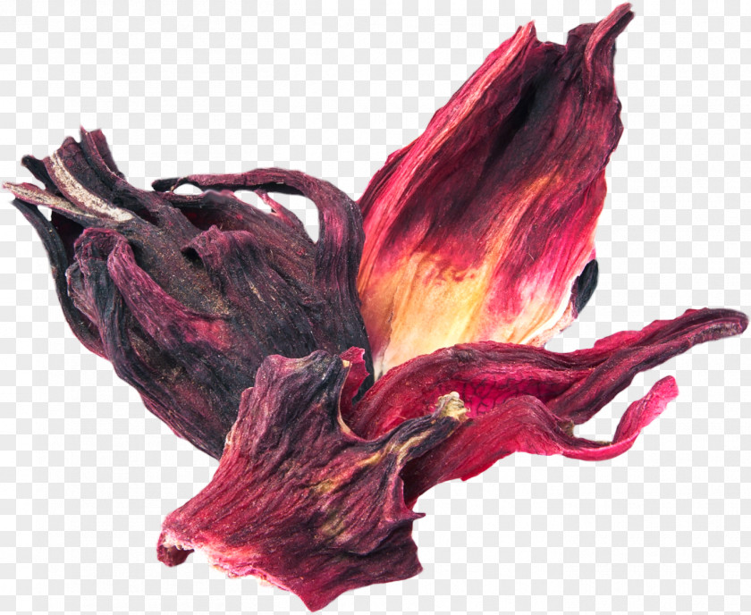 Witch Hibiscus Tea Petal Flower Roselle PNG
