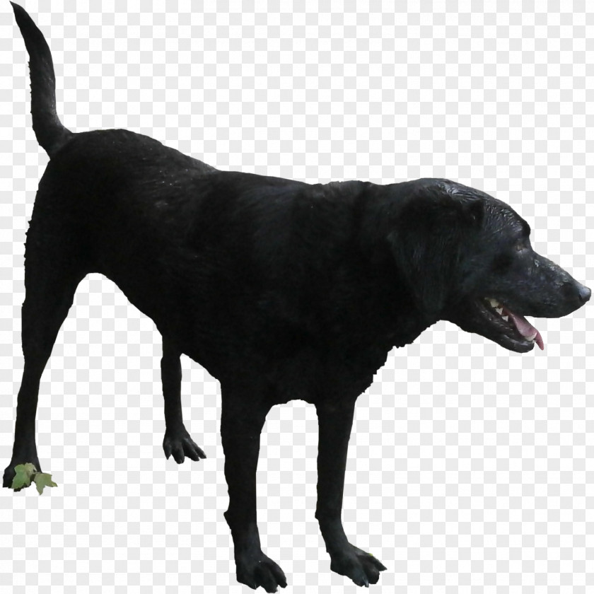 Black Pepper Labrador Retriever Dog Breed Rendering PNG