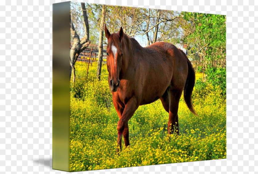 Golden Horse Mare Mustang Stallion Halter Pasture PNG