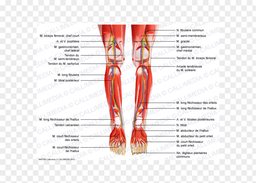 Popliteal Artery Tibialis Posterior Muscle Peroneus Longus Anterior Knee PNG