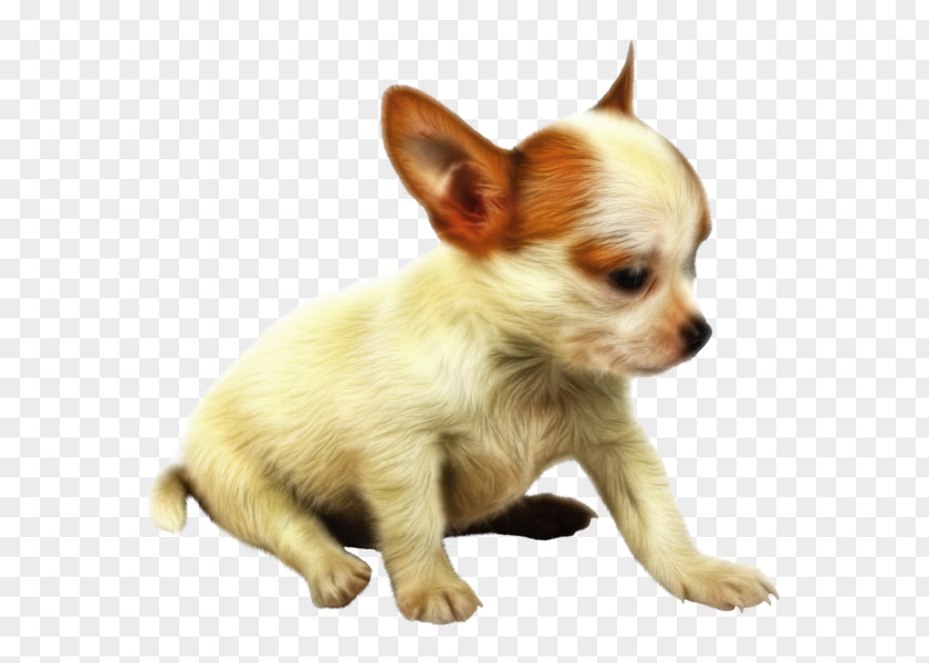Puppy Chihuahua Papillon Dog Companion Clip Art PNG