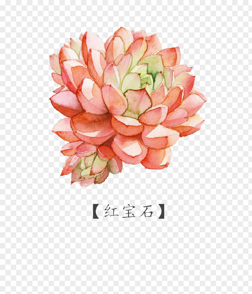 Ruby Watercolor Painting Succulent Plant PNG