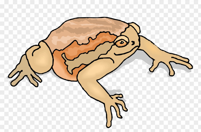Vector Material Frog Predator Toad Clip Art PNG