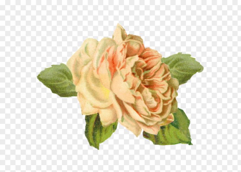Yellow Rose Centifolia Roses Flower Still Life Tattoo PNG
