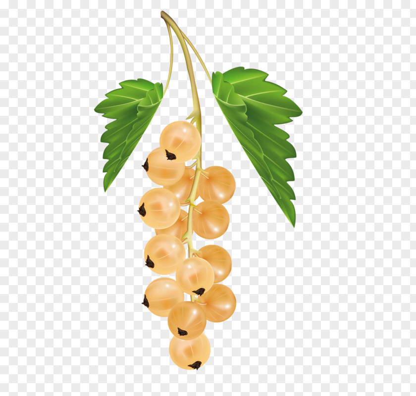 A Bunch Of Grapes White Currant Blackcurrant Berry Redcurrant Zante PNG