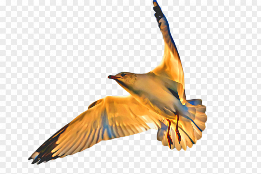 Coraciiformes Wildlife Cartoon Bird PNG