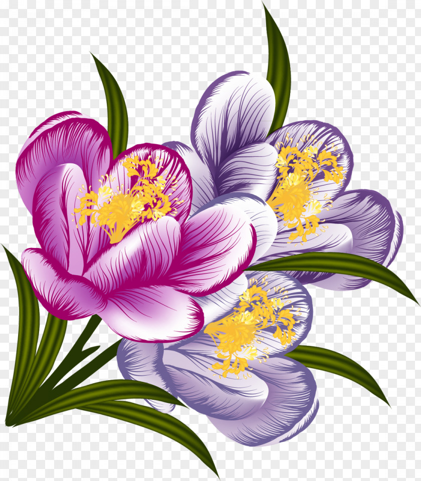 Crocus Flower Floral Design Watercolor Painting Clip Art PNG
