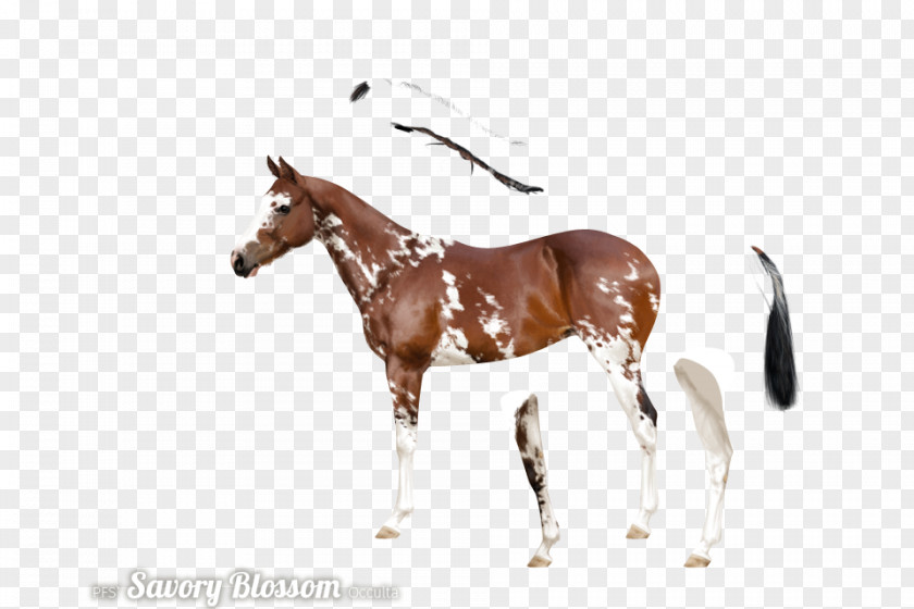 Mustang Stallion Foal Mare Colt PNG