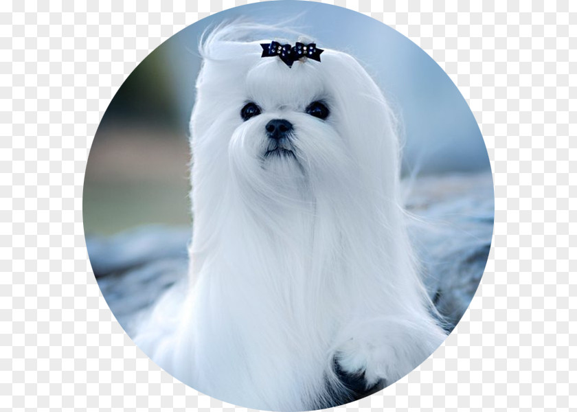 Puppy Maltese Dog Havanese Bolonka Bolognese PNG