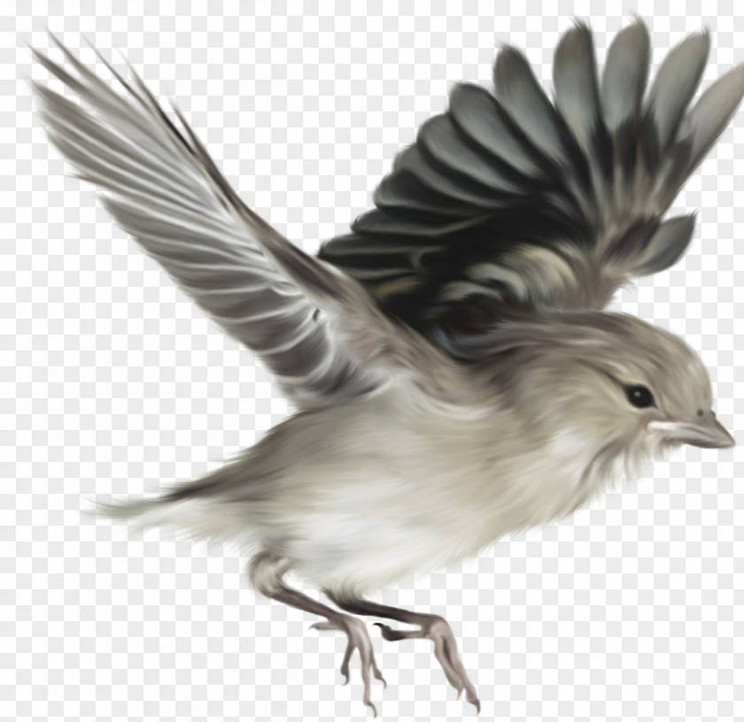 Sparrow Bird Nature Ecology Clip Art PNG