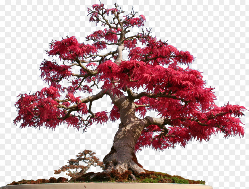 Bonsai Schotia Brachypetala Coltivare Tree Afra PNG