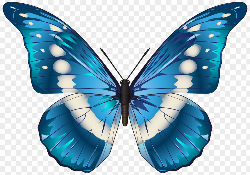 Butterfly Morpho Menelaus Blue Clip Art PNG