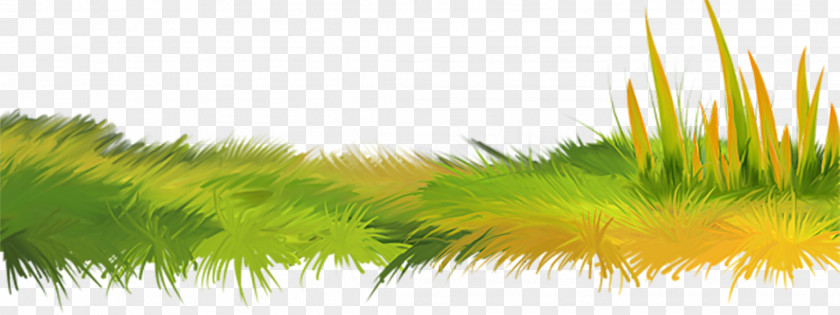 Green Grass Herbaceous Plant Clip Art PNG