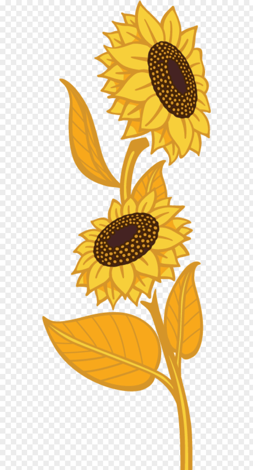 Sunflower Oil Common Seed Daisy Family Flax Plant PNG