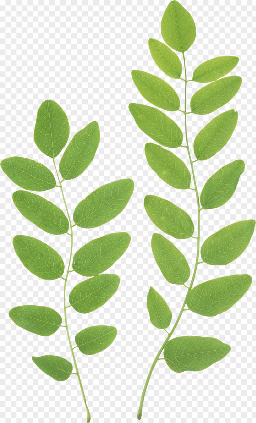 Green Leaf Clip Art PNG